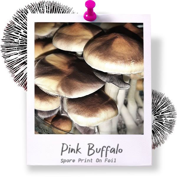 Pink Buffalo Spore Print