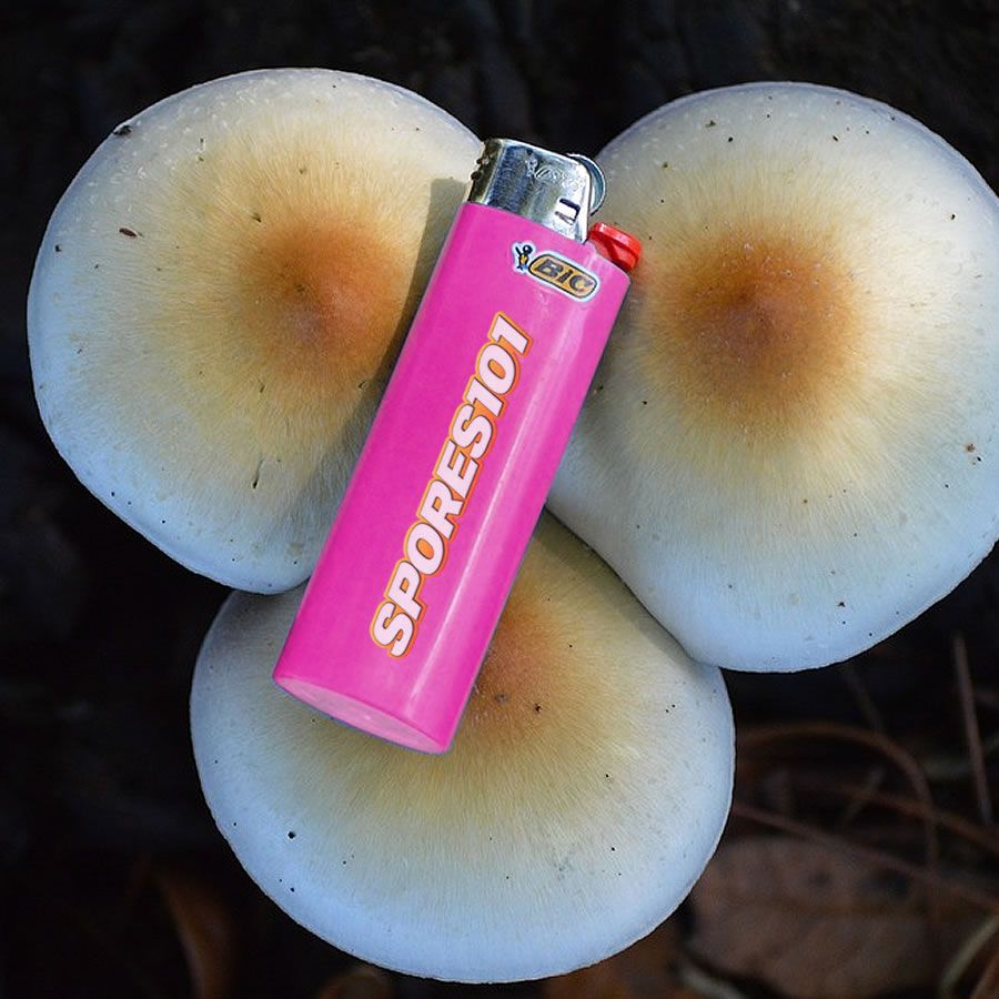 Pink Buffalo