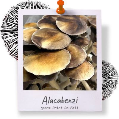 Alacabenzi Spore Print