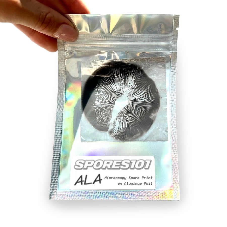Alacabenzi Spore Print