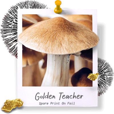 Golden Teacher Spore Print