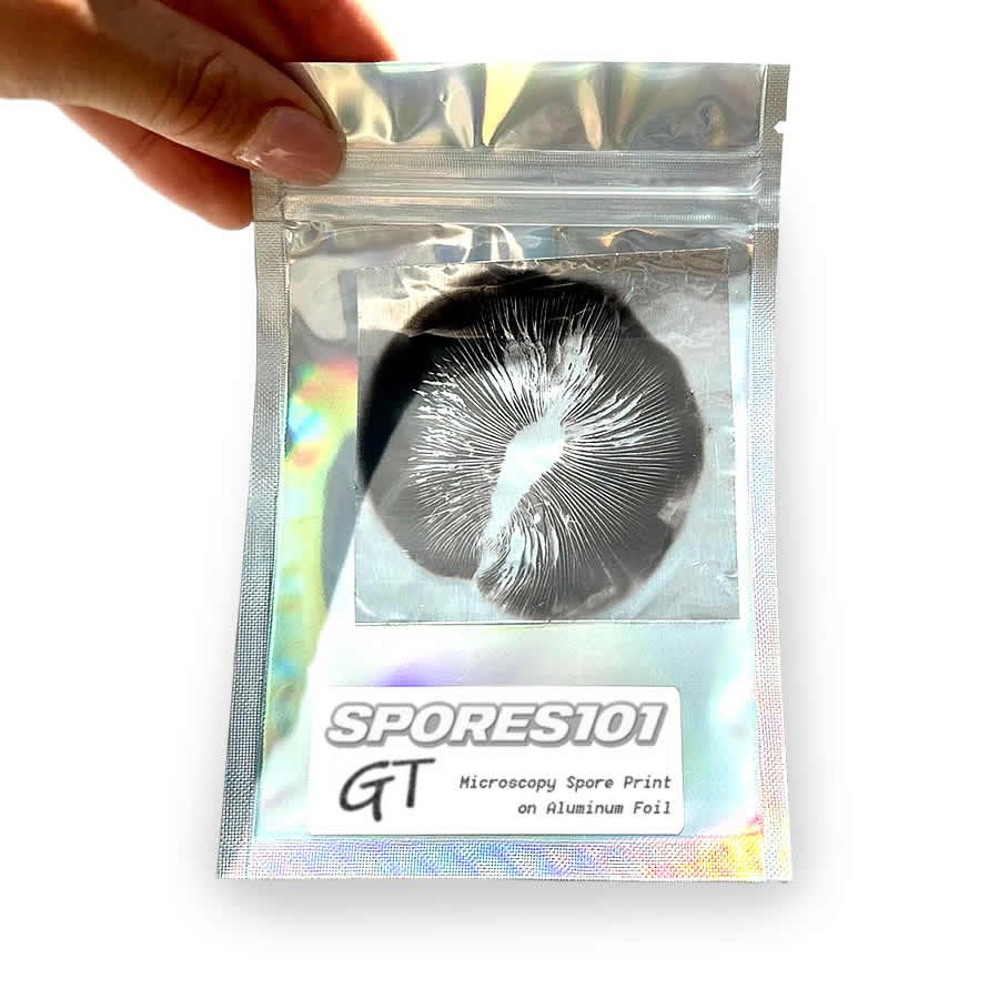 Golden Teacher Spore Print