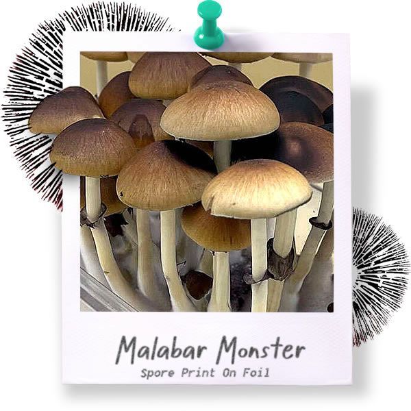 Malabar Spore Print