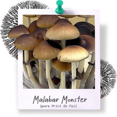 Malabar Spore Print