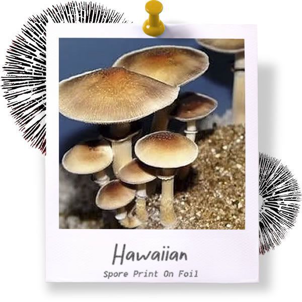 Hawaiian Spore Print
