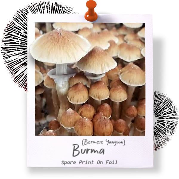 Burma Spore Print