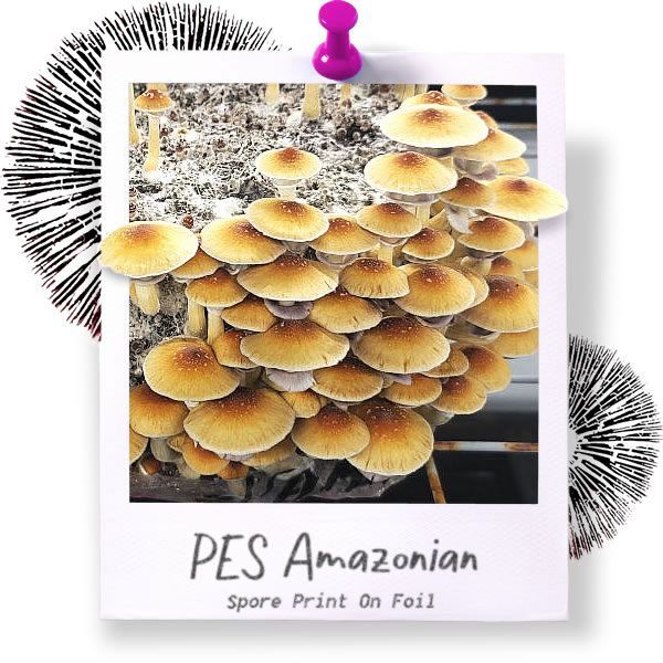 PES Amazonian Spore Print