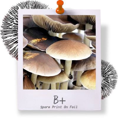 B+ Spore Print