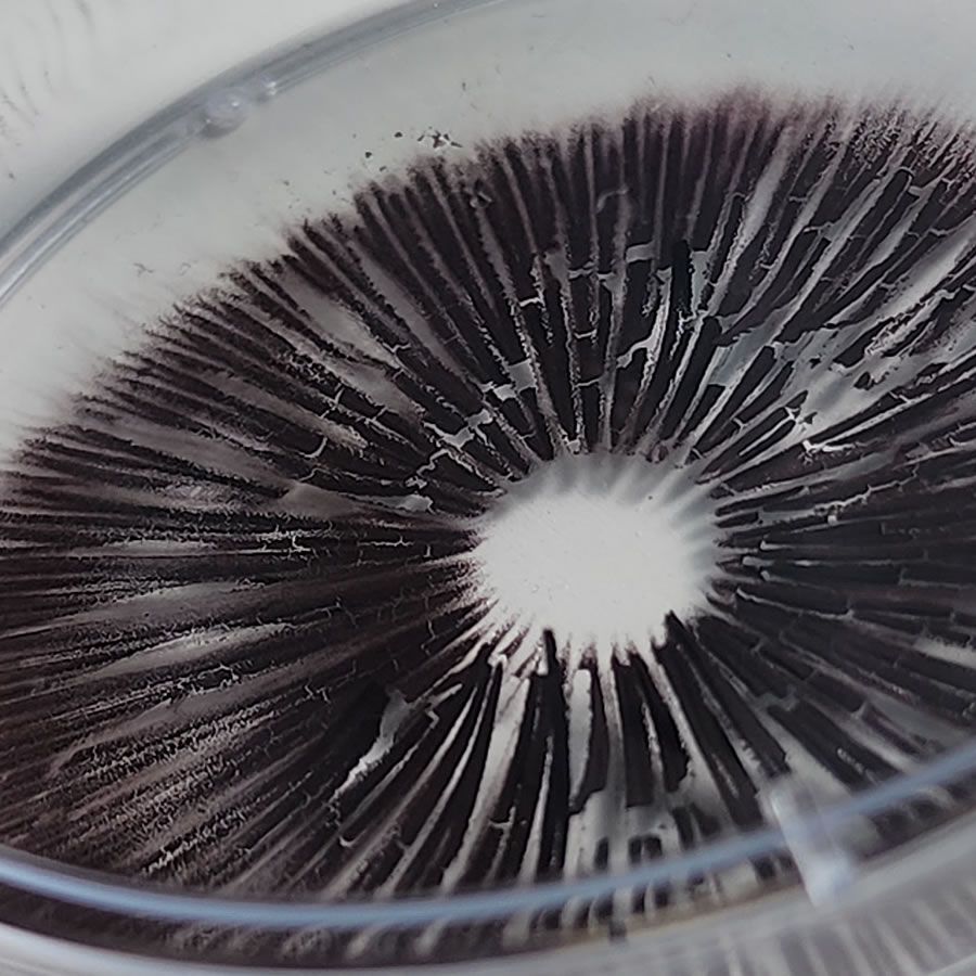 Spore Print on Petri Plate