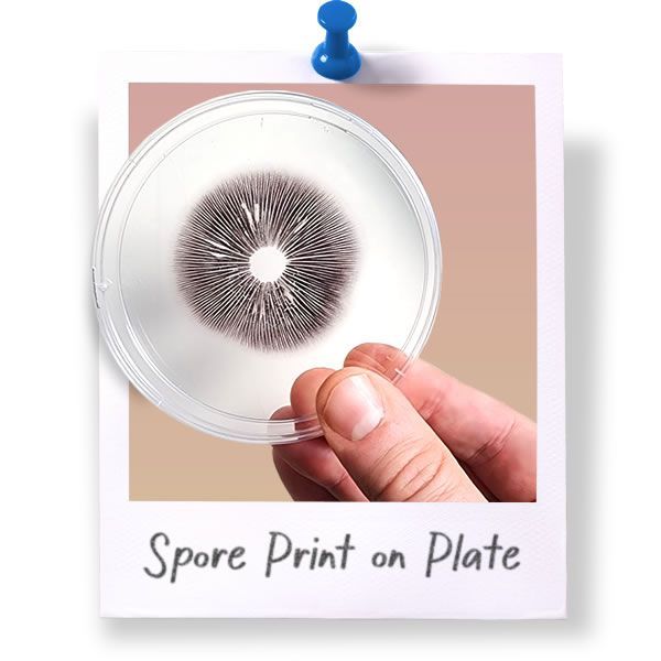 Spore Print on Petri Plate