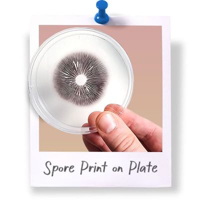 Spore Print on Petri Plate