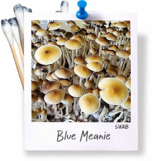 Blue Meanie Swabs