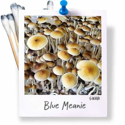 Blue Meanie Swabs