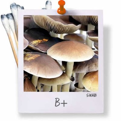 B+ Swabs