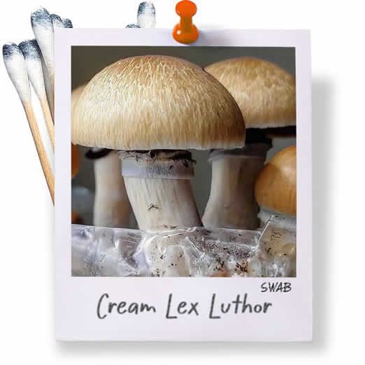 CLL Swabs