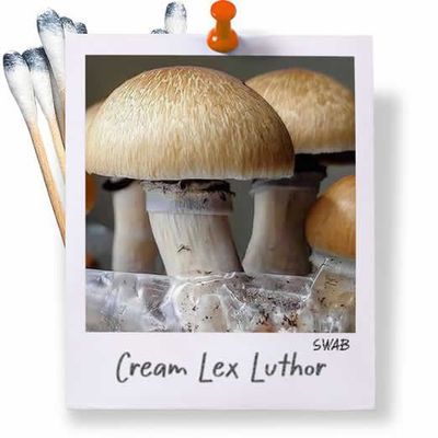 CLL Swabs