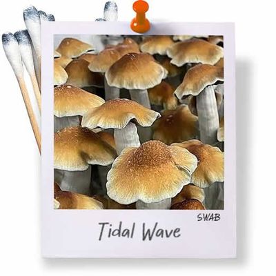 Tidal Wave Swabs