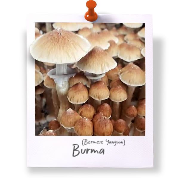 Burmese Yangoon (Burma)