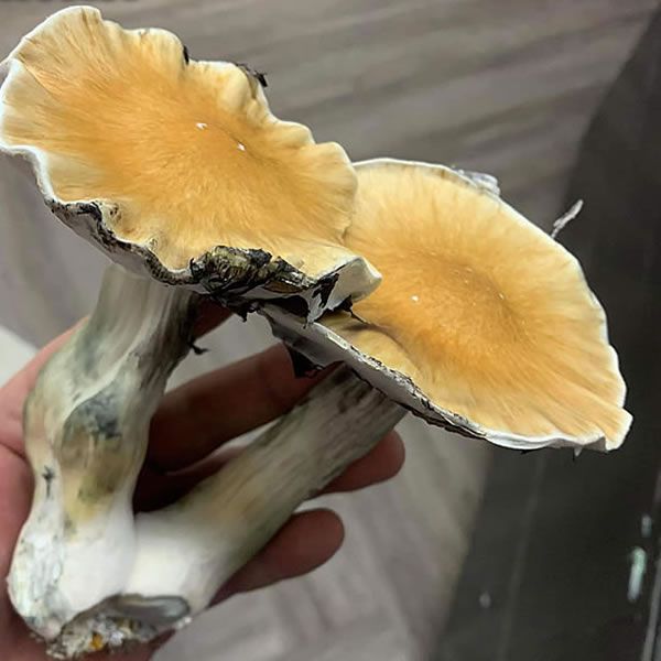 Florida Wild