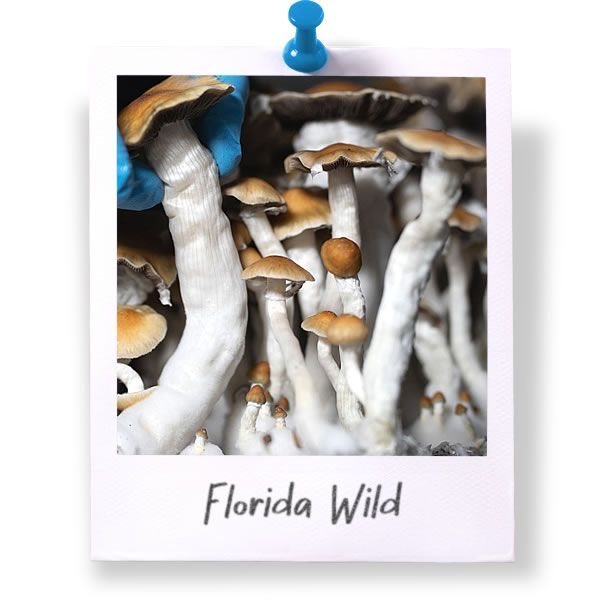 Florida Wild