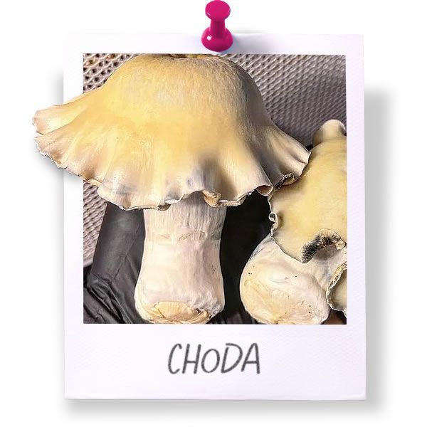 Choda