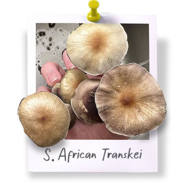 South African Transkei