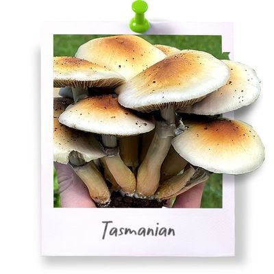 Tasmanian