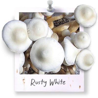 Rusty Whyte