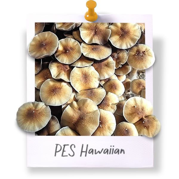 PES Hawaiian