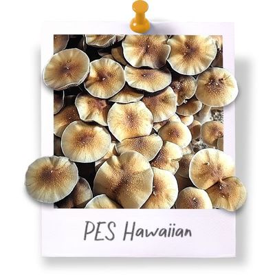 PES Hawaiian