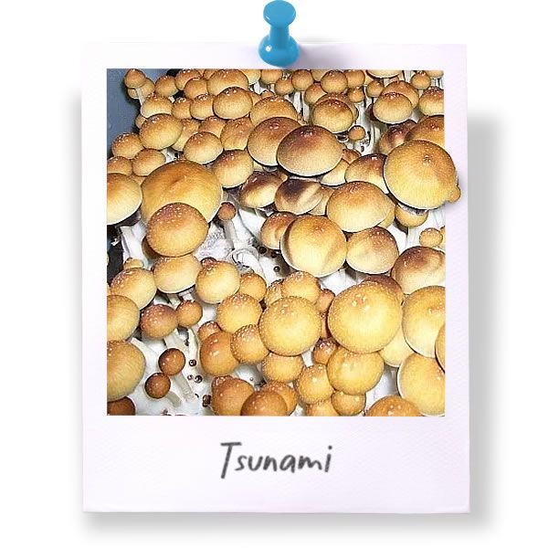Tsunami