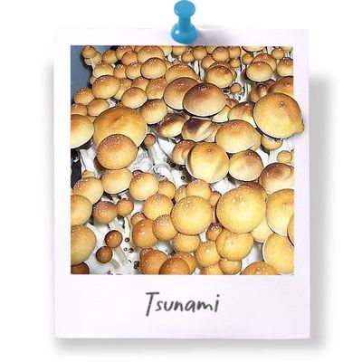 Tsunami