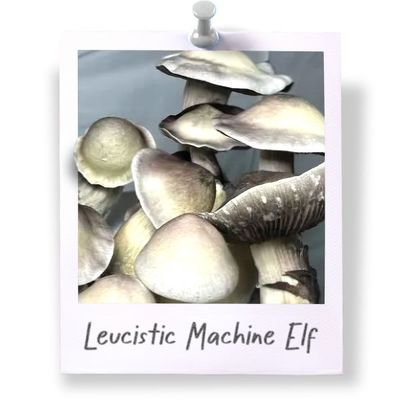 Leucistic Machine Elf