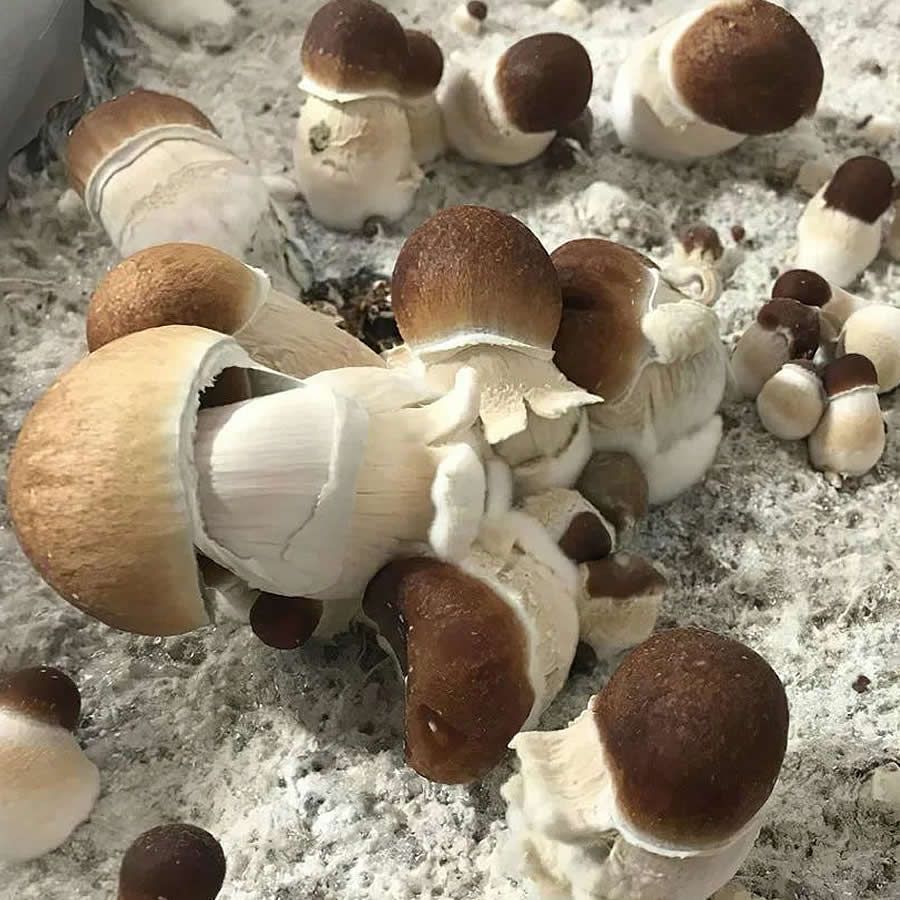 Burmese Penis Envy