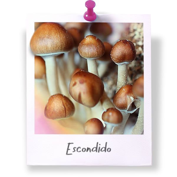 Escondido