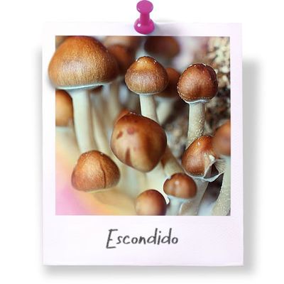 Escondido