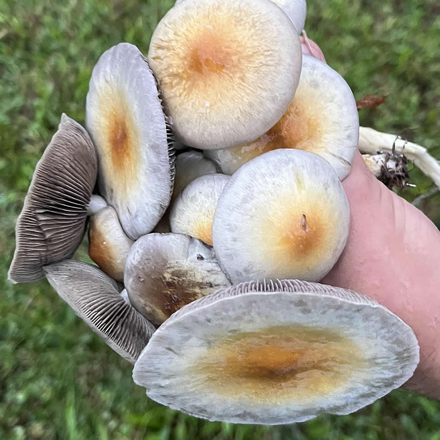 Cuban Cubensis