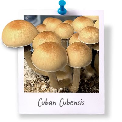 Cuban Cubensis