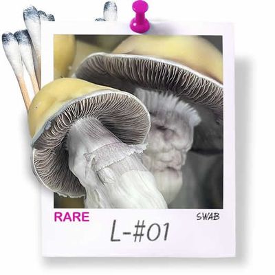 L-#01 Cubensis Swabs