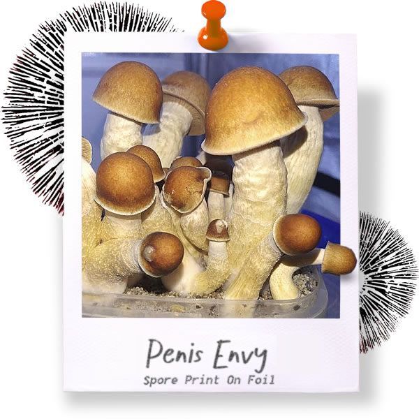 Penis Envy Spore Print