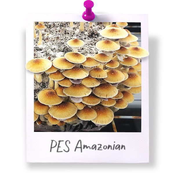 PES Amazonian
