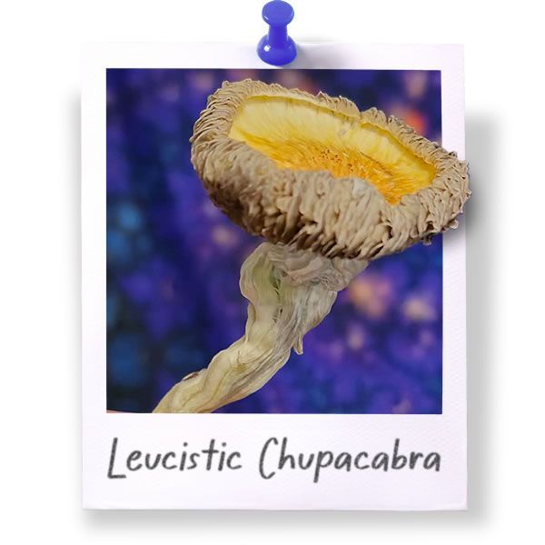 Leucistic Chupacabra