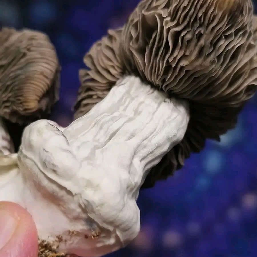 Leucistic Chupacabra