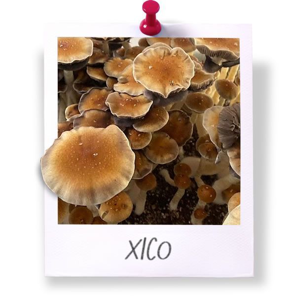 Xico