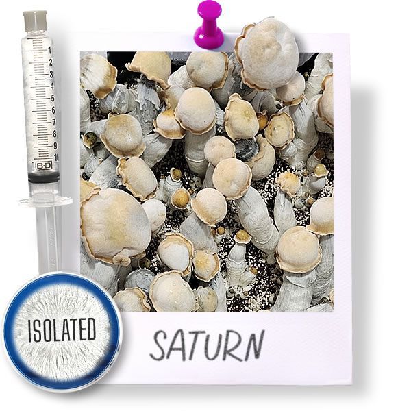 Saturn Cubensis - Isolated