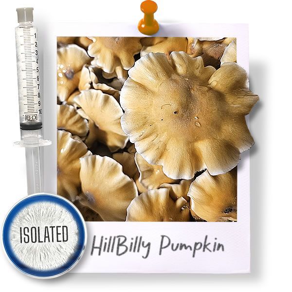 Hillbilly Pumpkin - Isolated