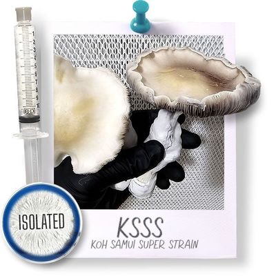 KSSS Cubensis - Isolated