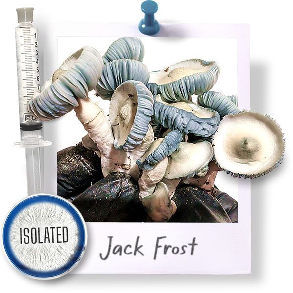 Jack Frost - Isolated