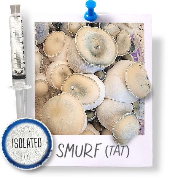 Smurf (TAT) - Isolated