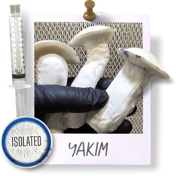 Yakm Cubensis - Isolated